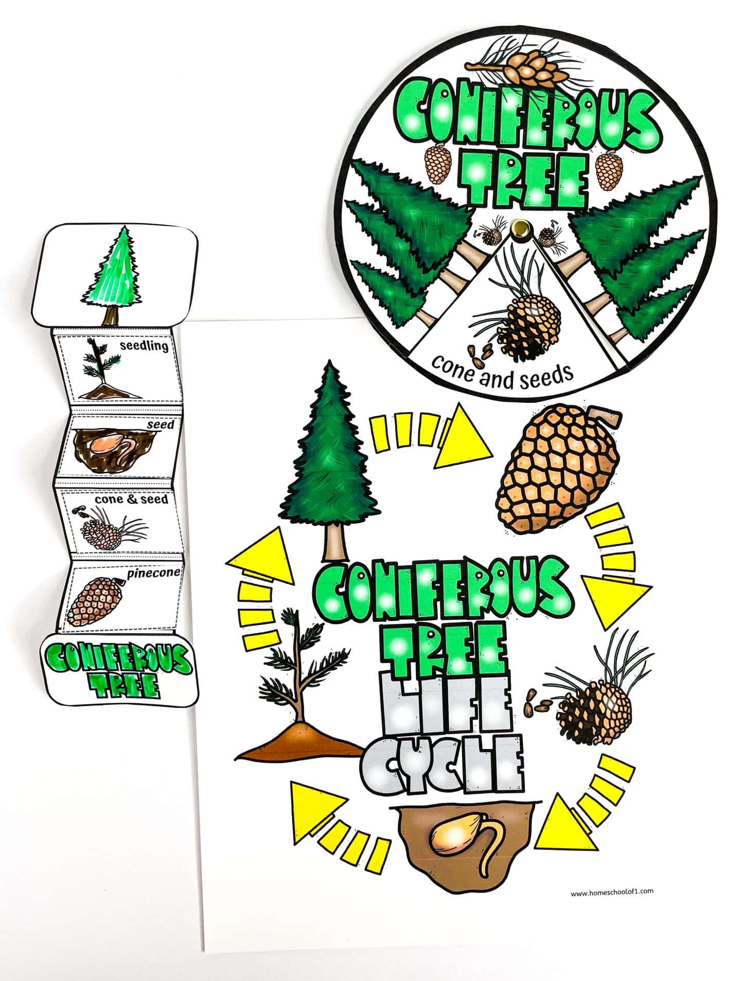 Free Life Cycle Of A Christmas Tree Worksheet intended for Life Cycle of a Christmas Tree Worksheets