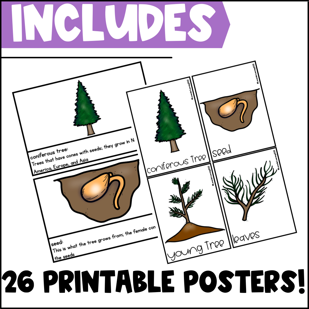 Life Cycle Of A Christmas Tree Activities, Worksheets, Booklet inside Life Cycle Of A Christmas Tree Worksheets