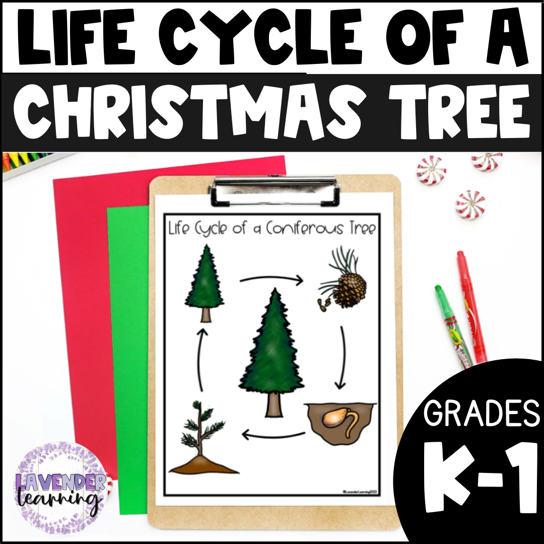 Life Cycle Of A Christmas Tree Activities, Worksheets, Booklet pertaining to Life Cycle Of A Christmas Tree Worksheets