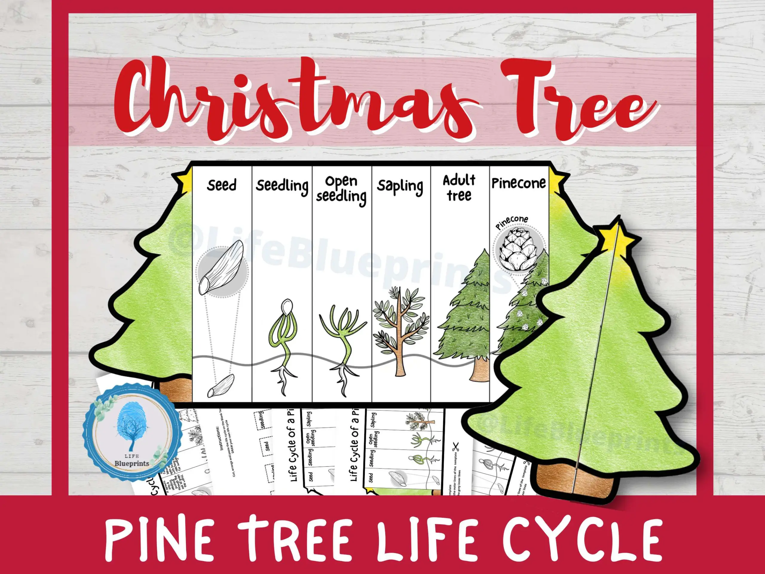 life cycle of a christmas tree worksheets life cycle of a christmas tree worksheets